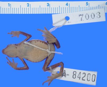 Media type: image; Herpetology A-84200